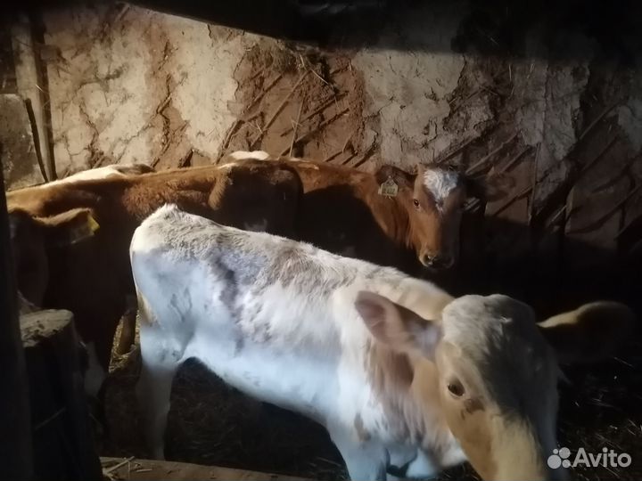 Бычки и быки