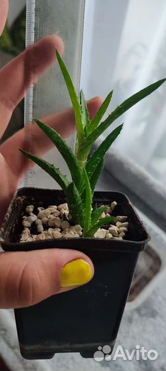 Алоэ ювенильное