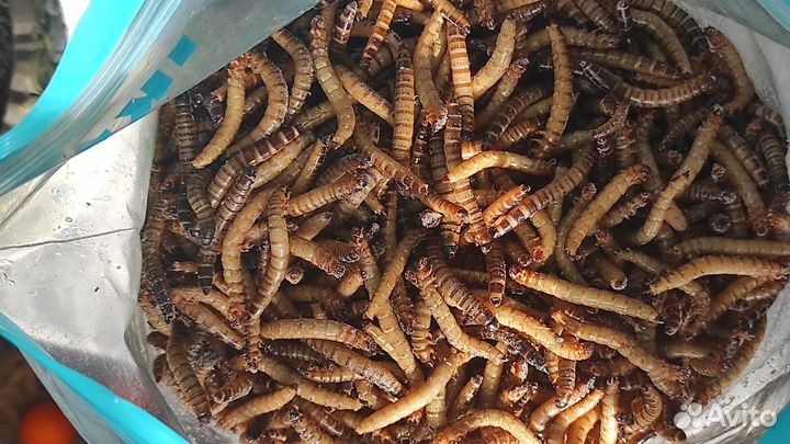 Зофобас, замороженный корм, личинки