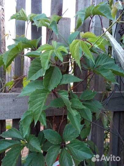 Вьющиеся:, дикий виноград, хмель