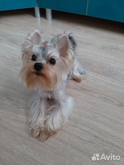 Вязка йоркширский терьер