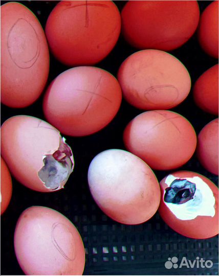 Лучшие инкубаторы