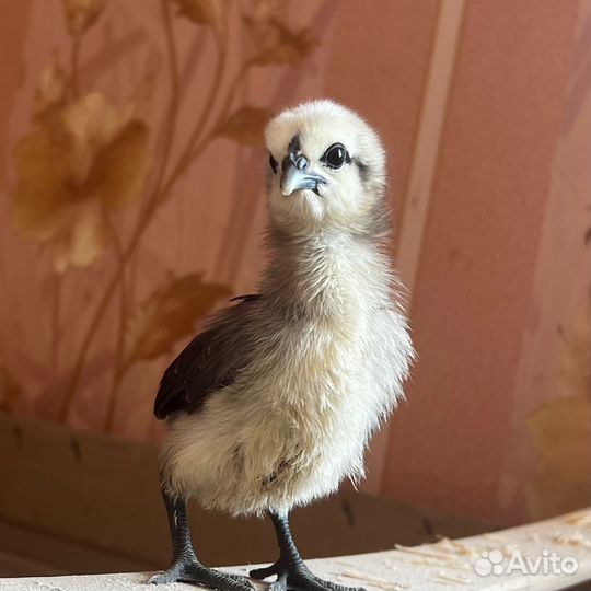 Цыплята разные