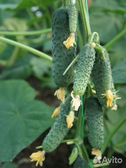 Семена Огурца 