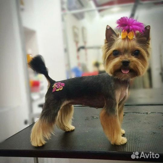 Груминг Йорка