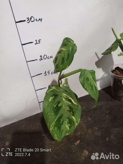 Аглаонемы и другие цветы