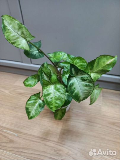 Сингониум Пикси