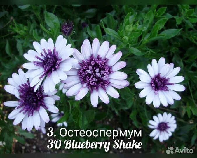 Остеоспермум