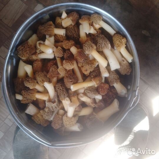 Грибы свежие строчки