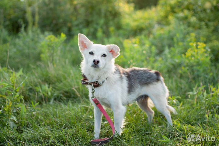 Собака маленькая из приюта в добрые руки