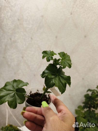 Плющелистная пеларгония