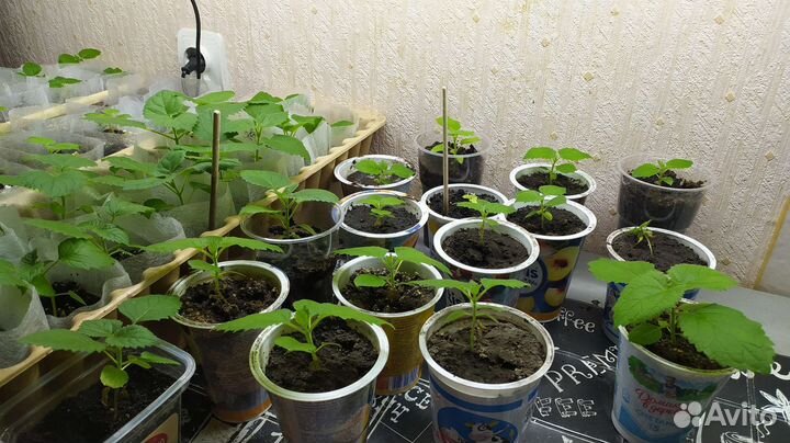 Саженцы Павловнии