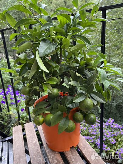 Большое мандариновое дерево