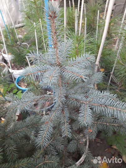 Ель колючая