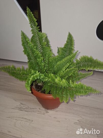 Папоротник комнатный