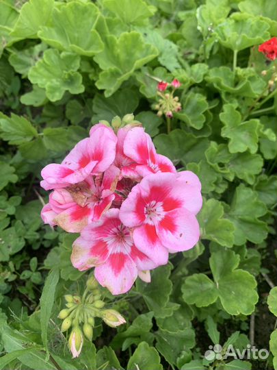 Пеларгония герань