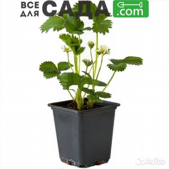 Саженцы клубники Альба