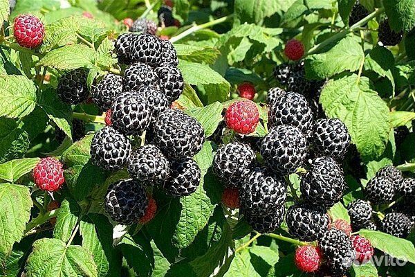 Ежемалина Кумберленд саженцы