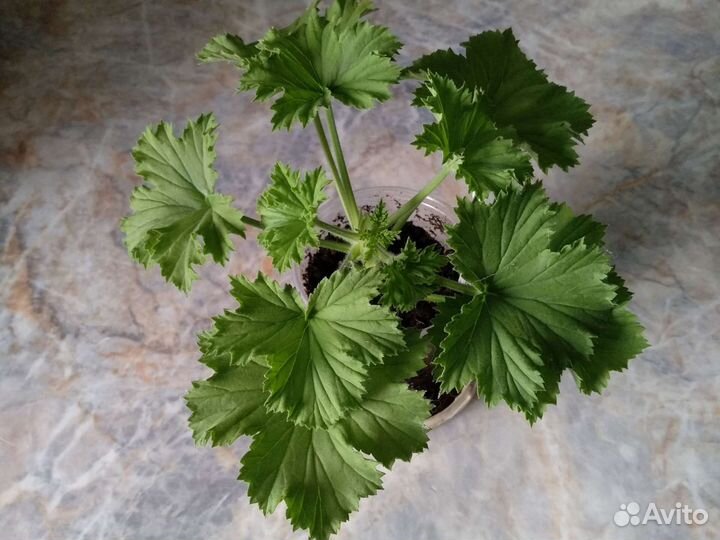 Королевская пеларгония