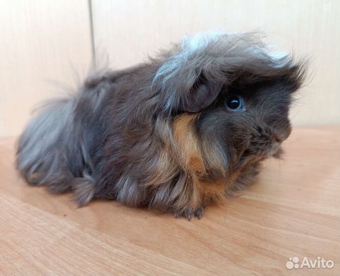 Морские свинки мальчики