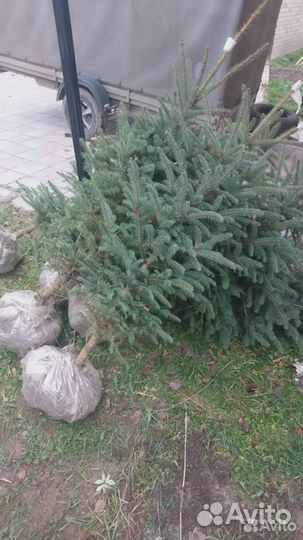 Ель голубая Глаука Мисти Блю деревья