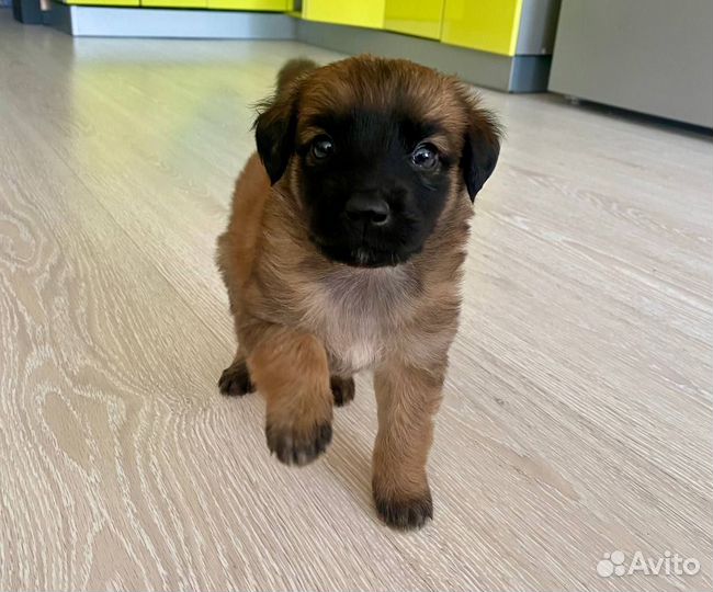 Щенок в добрые руки бесплатно