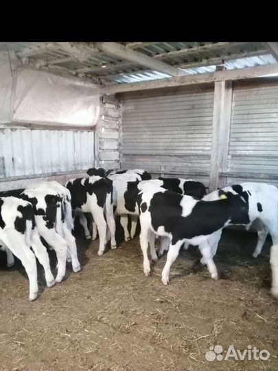 Бычки телята