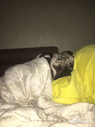 Мопс бесплатно