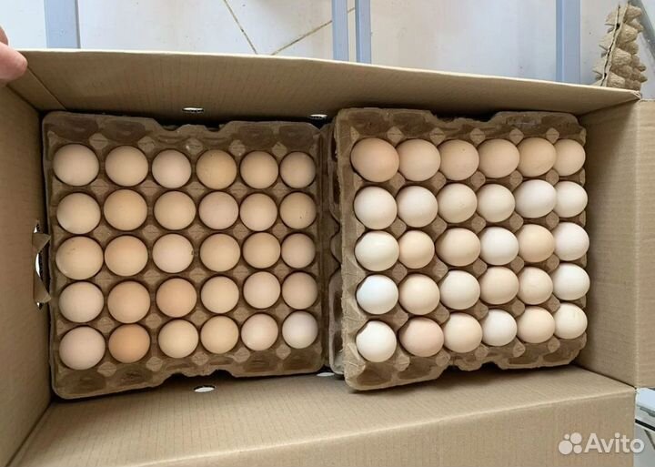 Яйцо опт