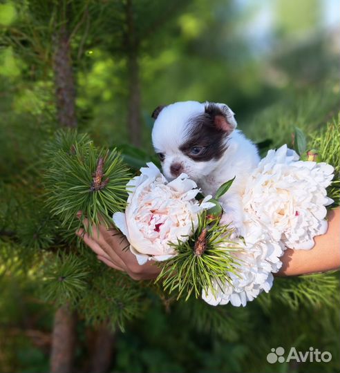 Мини эксклюзив