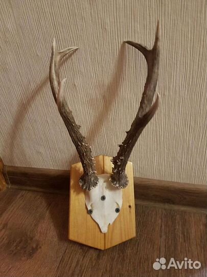 Рога горной козы из Сибири