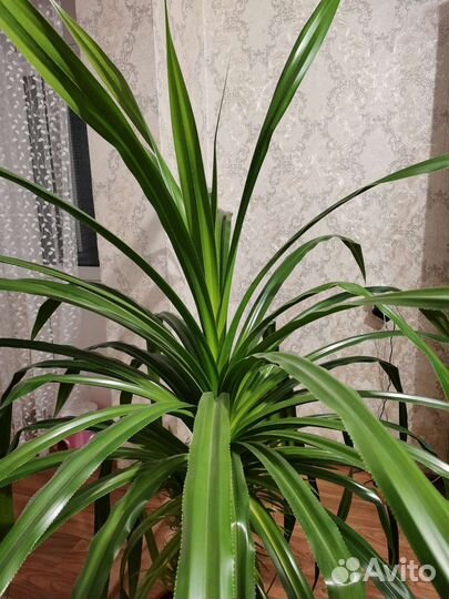 Панданус винтовая пальма