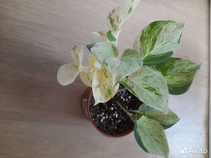 Эпипремнум Хеппи Лиф