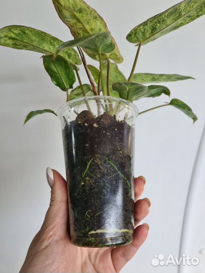 Филодендрон параисо верде