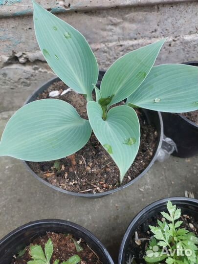 Хоста голубая