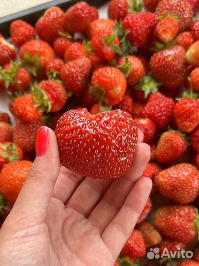 Кустики клубники/ усы клубники