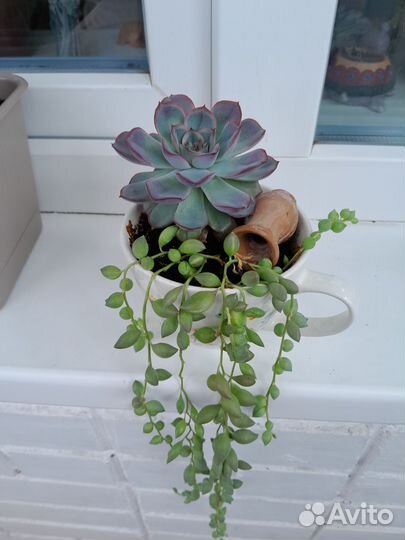 Крестовник роули композиция