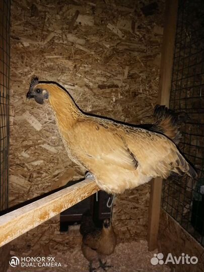 Куры шелковые, голландская белохохлая, лакеданзи