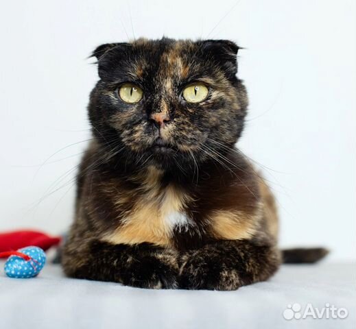 Кошечка Вишенка в добрые руки