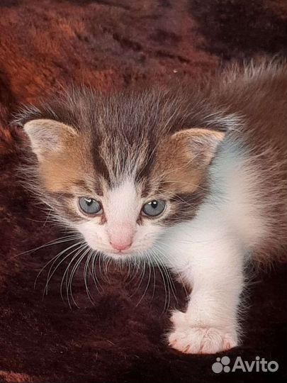 Котенок мальчик