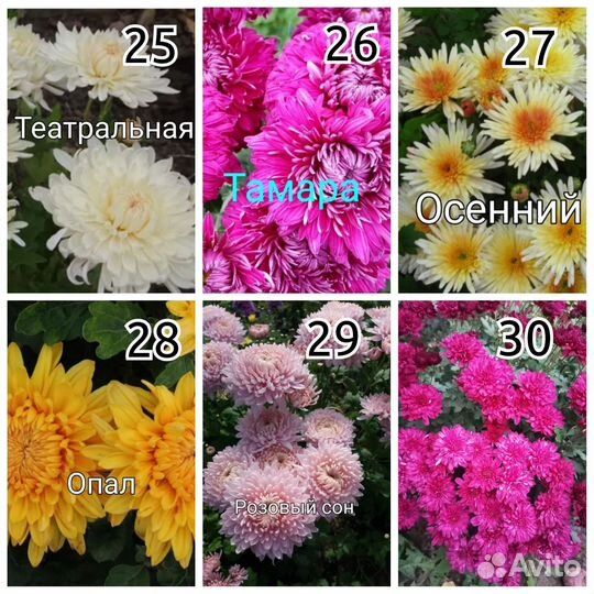 Хризантемы корейские и мультифлора