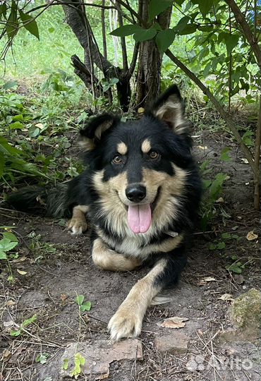 Собака в добрые руки