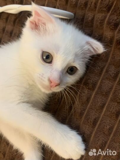 Отдам в добрые руки