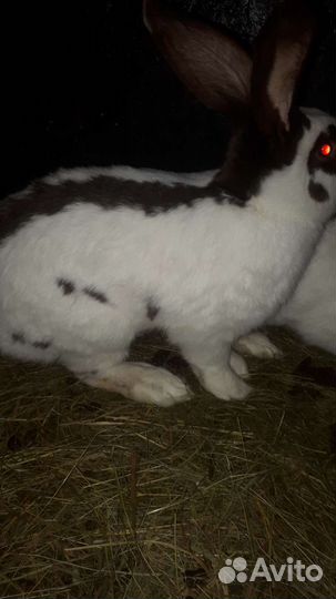 Кролики Немецкий пестрый великан