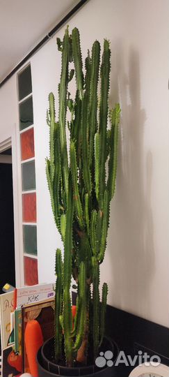 Молочай трехгранный, Euphorbia trigona, эуфорбия