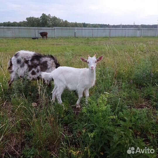 Козы ламанча дойные
