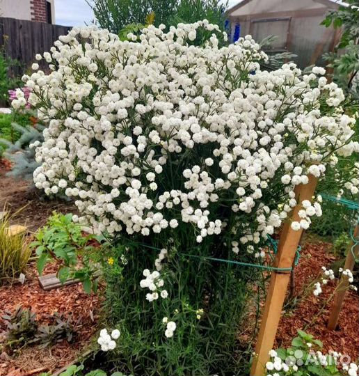 Тысячелистник Птармика