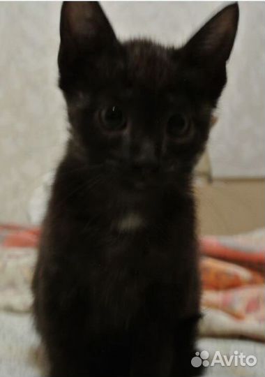 Котенок девочка в добрые руки