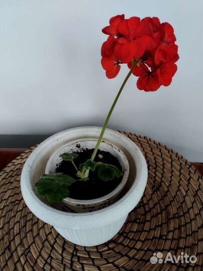 Герань пеларгония красная