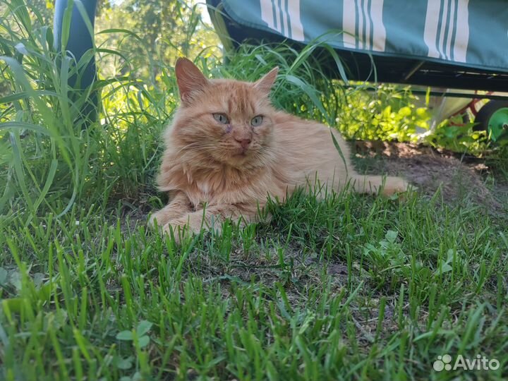 Рыжая кошка бесплатно